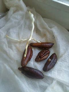 Rewilding Our Dream Homestead - Growing a Medjool Date Tree I love Medjool dates....