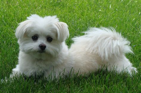 maltese/pom mix