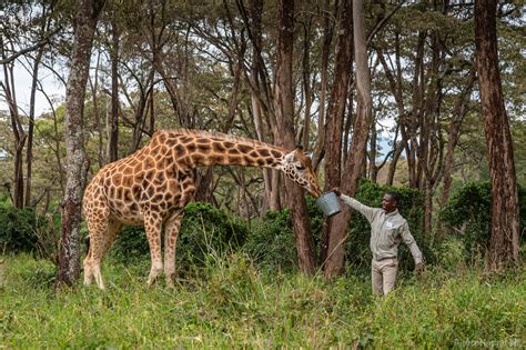 Giraffe Centre photo spot, Nairobi