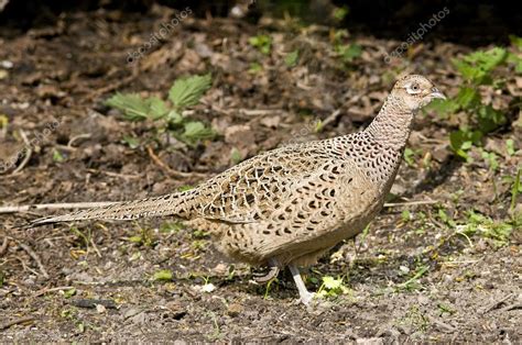 Bird Common Pheasant female, hens which we like to hunt. — Stock Photo ...