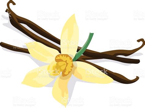 vanilla bean clip art 10 free Cliparts | Download images on Clipground 2024