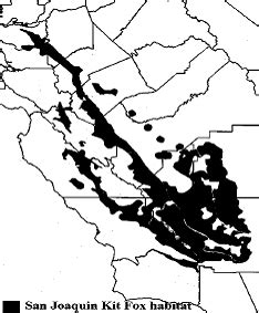 San Joaquin Kit Fox | Los Padres ForestWatch