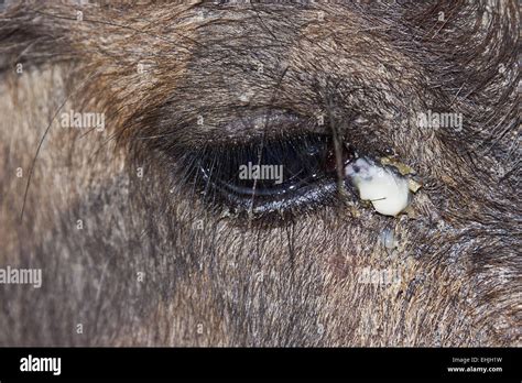 Water buffalo eye Stock Photo - Alamy