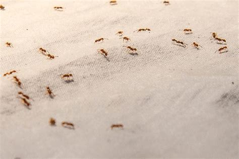 Tiny Red Ants In Bedroom | Psoriasisguru.com