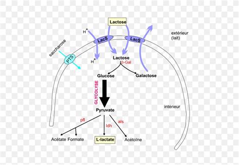 Streptococcus Thermophilus Diagram Lactobacillus Acidophilus Gram Stain ...