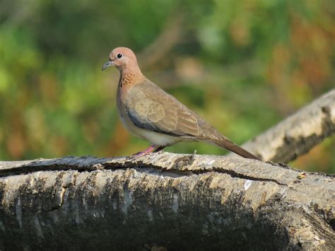 Getting Started 4: Know the common birds - Bird Count India