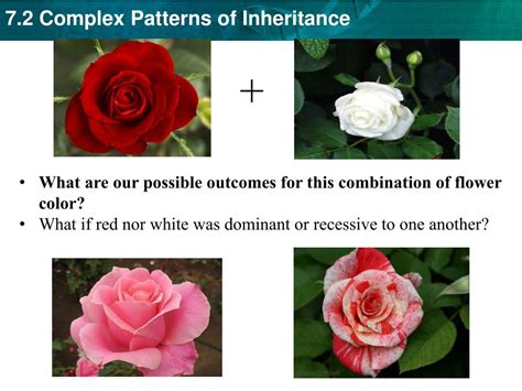 PPT - Set up Cornell Notes on pg. 75 Topic: 7.2 Patterns of Inheritance ...