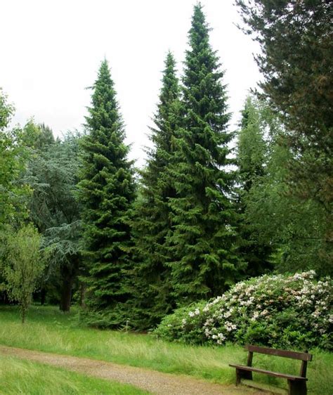 Evergreen landscape, Landscape trees, Conifers garden