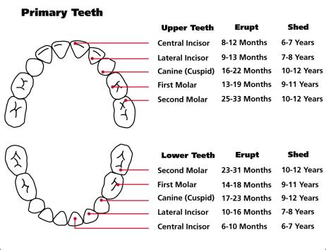 Tooth Eruption » Blog