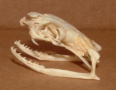 File:Ophiophagus hannah skull.jpg - Wikimedia Commons
