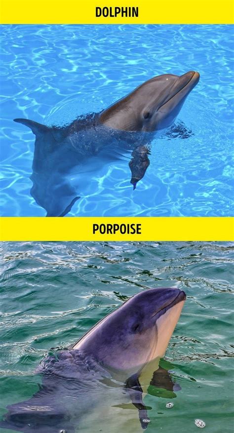 Similar-Looking Animals Often Confused For One Another | Animals ...