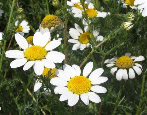 Las Plantas: Familia Compositae o Asteraceae