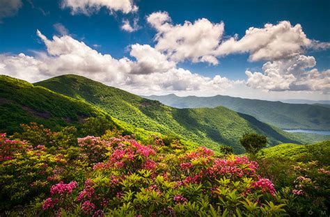 Asheville NC Blue Ridge Parkway Spring Flowers Scenic Land… | Flickr