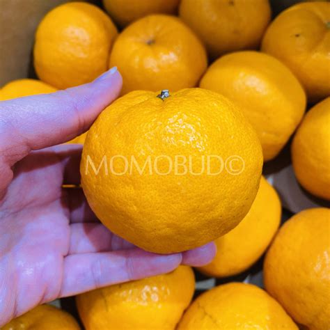 Japanese Ponkan Mandarin Orange — MomoBud