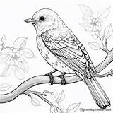 Mockingbird Coloring Pages  Free & Printable sketch template