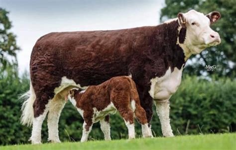 Pedigree herd of polled Hereford cattle going under the hammer in ...