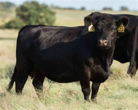 American Aberdeen - The Original Angus Cattle - Mesquite Country Beef