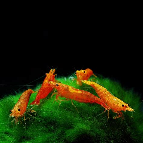 Orange Pumpkin Shrimp – Planted Tank Mates