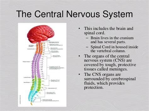 Nervous System Introduction and Central Nervous System