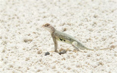 Animal Trunk - White Sands National Monument (U.S. National Park Service)