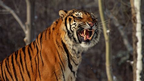 Footage of wild Siberian tiger captured in northeast China - YouTube