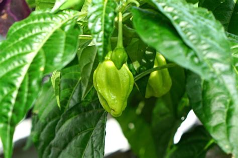 How to Grow Ghost Pepper Plants