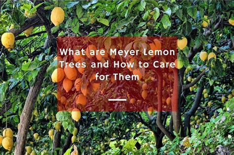 Meyer Lemon Tree and Care for Them | GARDENS NURSERY