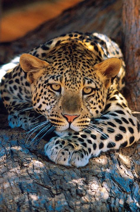 149 best Endangered Big Cats images on Pinterest | Big cats, Wild ...