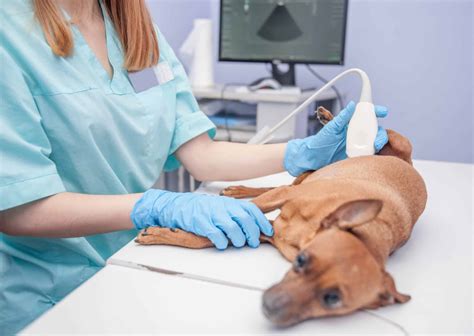 What causes gastric ulcers in dogs? - Tendig