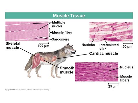 Animal Cells Muscle Tissue / Overview of Muscle Tissues - Get ...