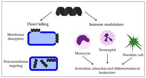 Antibiotics | Free Full-Text | Antimicrobial Peptides—Mechanisms of Action, Antimicrobial ...