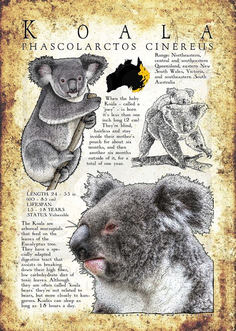 A Poster With Numbers And An Image Of A Koala Bear | Images and Photos ...