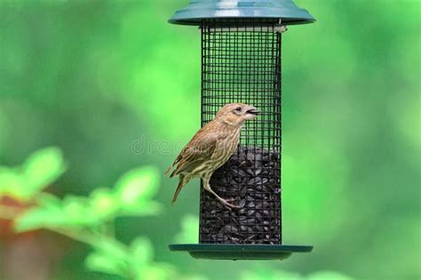 House Finch stock image. Image of eats, sunflower, bird - 57325149