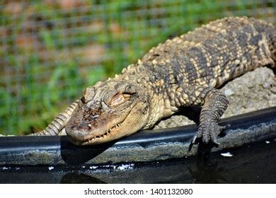 Spectacled Caiman Caiman Crocodilus Caimans Predators Stock Photo 1401132080 | Shutterstock