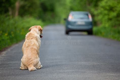 Abandoned dog on the road stock image. Image of yellow - 145032959