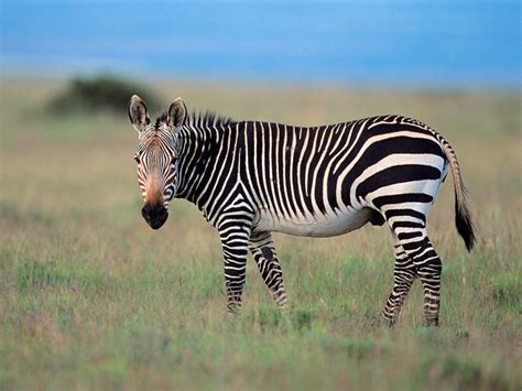 Cape Mountain Zebra | Pete Safaris