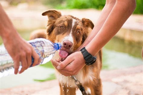 Free photo Helping Dog Thirsty Dog Animal Help Pet Dog - Max Pixel