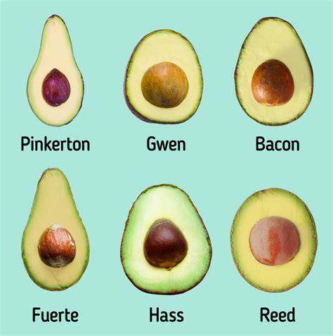 Get to Know Different Types of Avocados / 5-Minute Crafts