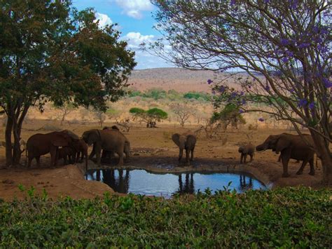 Kenyan Safari Watering Hole by AH5310 | ePHOTOzine