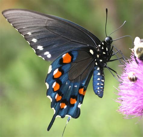 Pipevine Swallowtail | The Pipevine Swallowtail is one of se… | Flickr