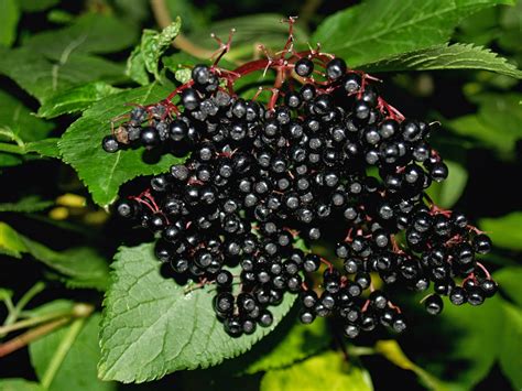 Morning Star Family Farm: Elderberry Syrup's Many Benefits