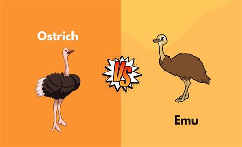 Ostrich vs. Emu - What's the Difference (With Table)