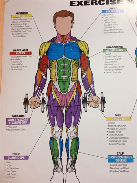 Pin by Krystalin Aguilera on Food 2.0 | Human muscle anatomy, Muscle ...