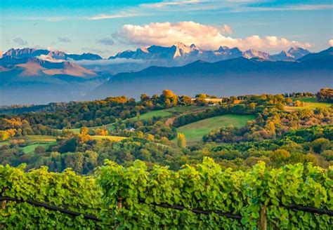 Jurançon : le vin qui grandit face aux Pyrénées | J'aime mon patrimoine