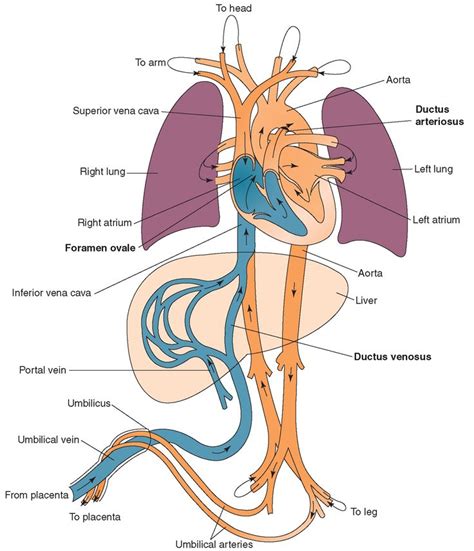 Fetal circulation. Notice the two arteries, the one vein, the ductus ...