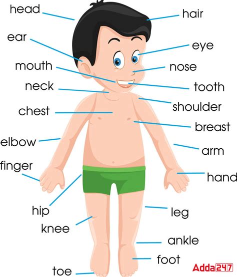 50 Body Parts Name in English with Pictures