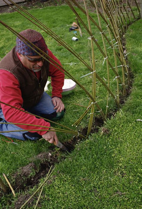 Living Willow Fences & Play Structures | Living Willow Farm — LIVING WILLOW FARM