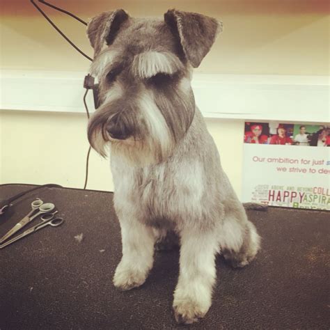 Breed standard schnauzer trim | Dog grooming, Standard schnauzer, Schnauzer