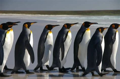 Why Don't Elephants Like Penguins? • Support Wild