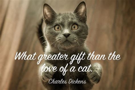 79+ Best Cat Quotes - Famous, Funny & Inspirational Quotes!